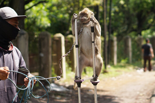 animal abuse or cruelty image. macaque monkey who is trained for street performances, known as "topeng monyet". 