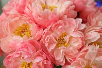 Obraz na płótnie Canvas Many beautiful pink peony flowers, closeup view