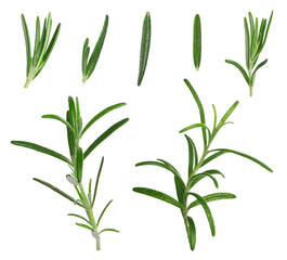 Obraz premium Set with fresh rosemary isolated on white