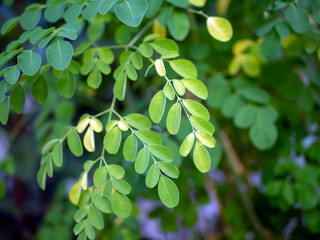 Kelor or Drumstick tree, Moringa oleifera, green leaves selected focus