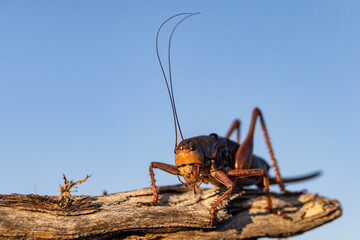 Golden brown cricket with long antennae on a stick in evening light