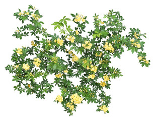 モッコウバラ　4月撮影　