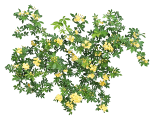 モッコウバラ　4月撮影　