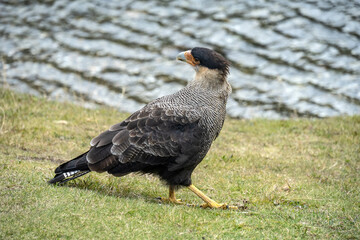 Carancho from behind.