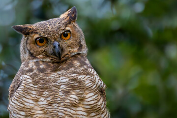 great horned owl