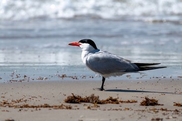 black headed gull