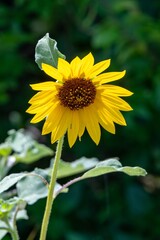 sunflower in the garden
