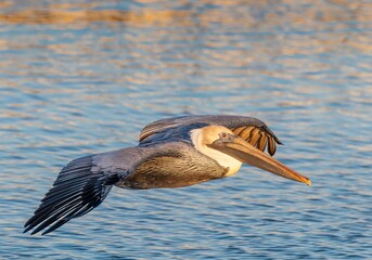 pelican on the water