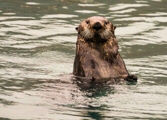 Sea Otter