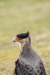 Close-up of Carancho from the side.