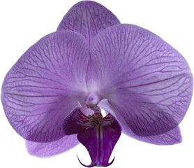Moth Orchid flower
