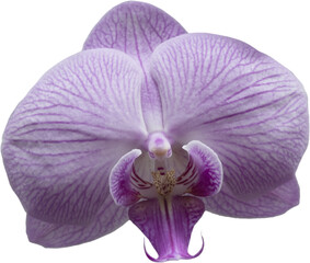 Moth Orchid flower