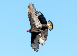 vulture in flight