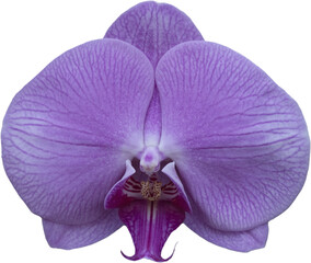 Fototapeta na wymiar Moth Orchid flower