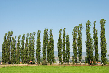 Alley of tall poplars in the country