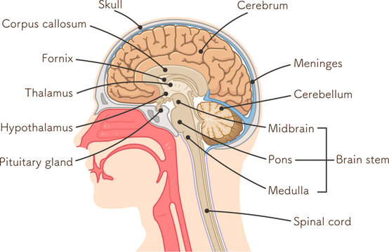 brain、cerebrum、cerebellum、midbrain、pons、medulla、brain stem、illustration