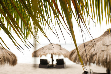  Palm tree on the beach with a view of the sun umbrellas