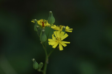 A delicadeza das flores de alface selvagem, com suas pétalas amarelas e folhas recortadas.