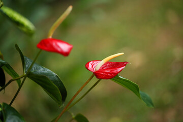 Duas flores de antúrio vermelho em plena floração, iluminadas por uma luz radiante, embelezam o jardim com sua exuberância e elegância.