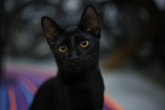 Olhar misterioso de uma gata negra em meio &agrave;s cores vibrantes