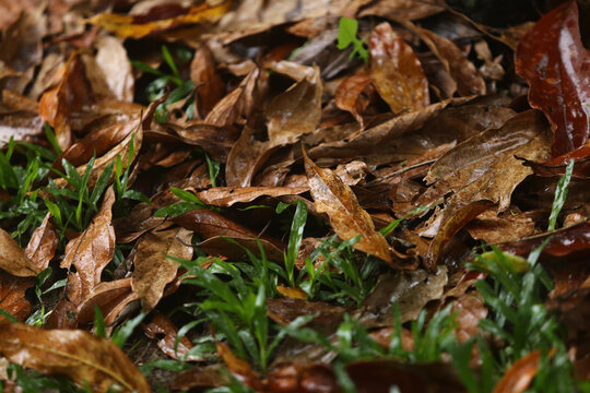A efemeridade da natureza: folhas secas de canela branca, delicadamente molhadas pela chuva, espalhadas pelo ch&atilde;o