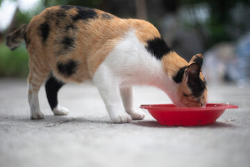 Cat eating food from a red plastic bowl on the floor, Thailand.