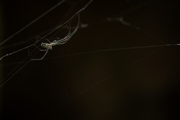 spider on the web