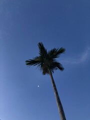palm tree against blue sky