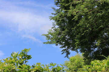 green trees against sky