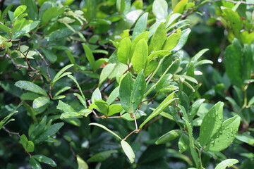 green leaves in the garden