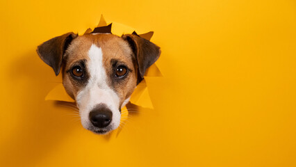Funny dog jack russell terrier leans out of a hole in a paper orange background. 