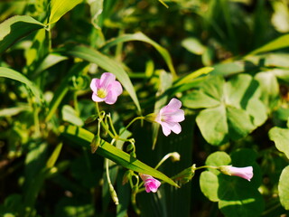 Pink flowers.