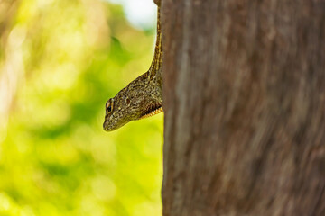 lizard in a tree