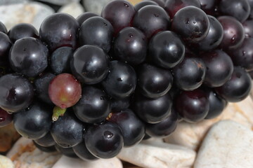 Black grapes on texture background