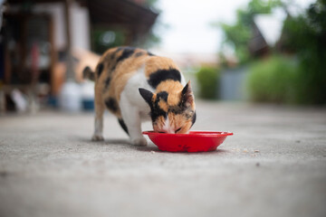 Cat eating food from a red bowl in the yard, Thailand.