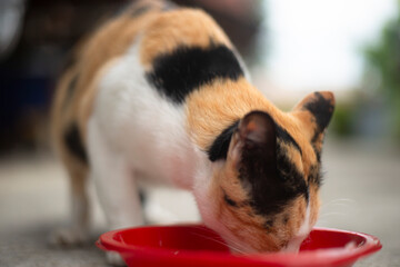 Cat eating food from a red bowl in the yard, Thailand.