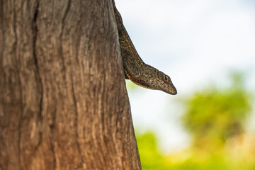 lizard on a tree trunk