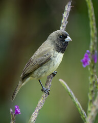 Sporophila nigricollis