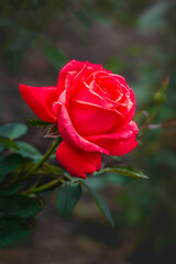 Red rose blooming the garden on a blurred  natural background