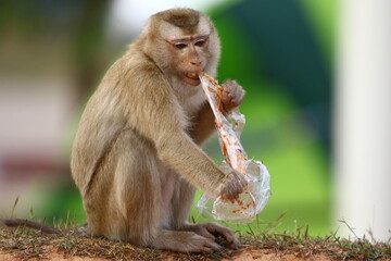 Plastic pollution in the jungle environmental problem. Monkey  eating Macaque can eat plastic bags mistaking them for food. plastic waste. nature.Green background