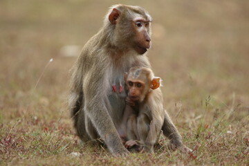 Fototapeta premium Baby monkey with his caring mother 