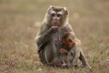 Naklejka na ściany i meble Baby monkey with his caring mother 