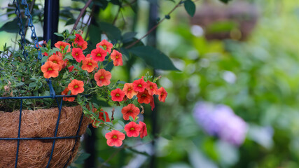 緑の多い庭で咲いたガーデニング用の吊られたオレンジの花