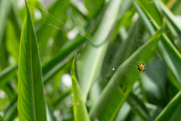 telaraña Araña amarilla