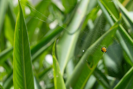 telara&ntilde;a Ara&ntilde;a amarilla