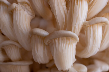 White Shimeji mushroom with a prominent side view and positioned like a coral