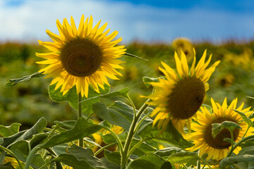  field of sunflowers with three flowers standing out, against a backdrop of a blue sky with clouds