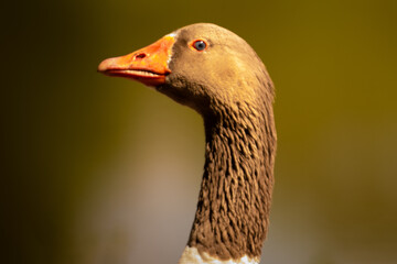 A brown duck looking to the left, with emphasis on its neck, beak, and left eye. Selective focus.