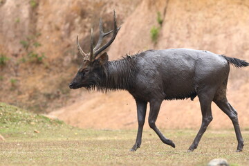 deer covered with mud in thailand national park