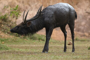 deer covered with mud in thailand national park